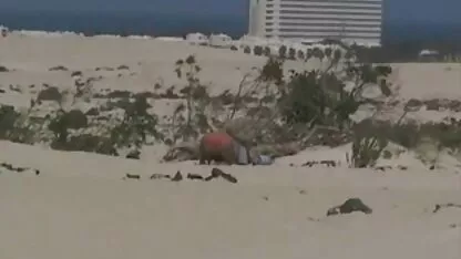 בעל ואישה אוהבים סקס אורגיות חינם ותרגלו משחק תפקידים שבו אתם צריכים ללקק את הביצה